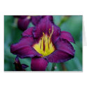 Daylily 'Bela Lugosi' cards by Fairyscape Daylily 'Bela Lugosi' cards