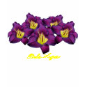 Daylily 'Bela Lugosi' t-shirts