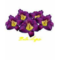 Daylily 'Bela Lugosi' t-shirts
