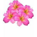 Daylily Bouquet t-shirts