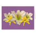 Daylily cards by Fairyscape Daylily cards