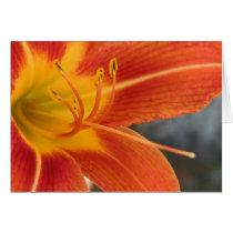 Daylily  cards