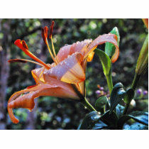 Daylily Daylilies Flowers Rain photo sculptures by lifesphere Daylily Daylilies Flowers Rain photo sculptures