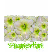 Daylily 'Dunedin' t-shirts by Fairyscape Daylily 'Dunedin' t-shirts