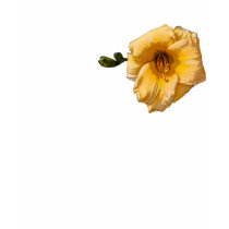Daylily Flower t-shirts by kphotos Daylily Flower t-shirts