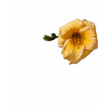 Daylily Flower t-shirts by kphotos Daylily Flower t-shirts