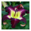 Daylily Garden posters by Fairyscape Daylily Garden posters