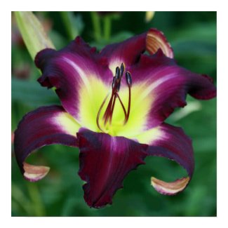 Daylily Garden print