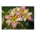 Daylily 'Heavenly Pink Butterfly cards