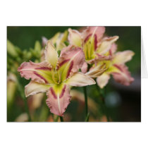 Daylily 'Heavenly Pink Butterfly cards by Fairyscape Daylily 'Heavenly Pink Butterfly cards