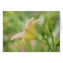 Daylily "Ice Trumpets" cards