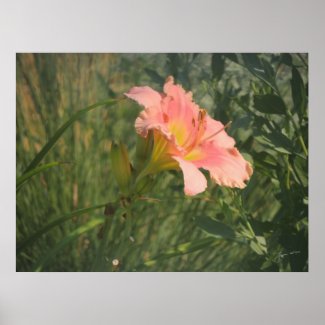 Daylily in the Sun Print