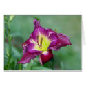 Daylily "Jerry Hyatt" cards by Fairyscape Daylily "Jerry Hyatt" cards