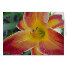 Daylily 'Matchless Fire' Greeting Cards