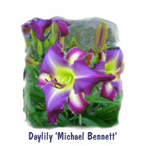 Daylily 'Michael Bennett' t-shirts by Fairyscape Daylily 'Michael Bennett' t-shirts