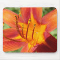 Daylily Mousepad by maxhal444 Daylily Mousepad