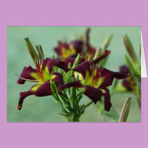 Daylily Note Card cards