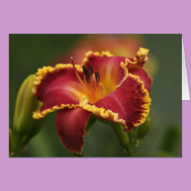 Daylily Note Card cards