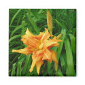 daylily: orange -Magnet by minx267 daylily: orange -Magnet