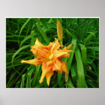 Daylily: Orange Posters