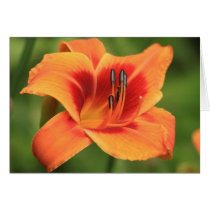 Daylily 'Outrageous' cards by Fairyscape Daylily 'Outrageous' cards