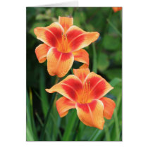 Daylily 'Outrageous' cards by Fairyscape Daylily 'Outrageous' cards