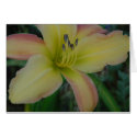 Daylily 'Painter's Splash' cards by littlewingdesign Daylily 'Painter's Splash' cards