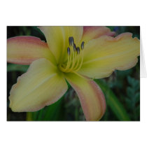 Daylily 'Painter's Splash' cards by littlewingdesign Daylily 'Painter's Splash' cards