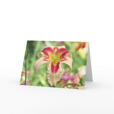 Daylily 'Patricia Snider Memorial' Cards by Fairyscape