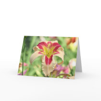 Daylily 'Patricia Snider Memorial' cards by Fairyscape Daylily 'Patricia Snider Memorial' cards