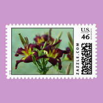 Daylily Postage Stamp stamps
