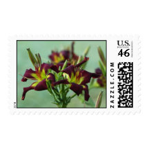 Daylily Postage Stamp