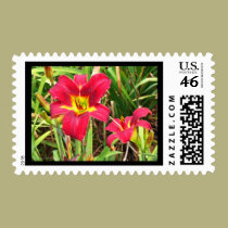 Daylily Postage Stamp 01