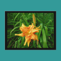 Daylily postcards