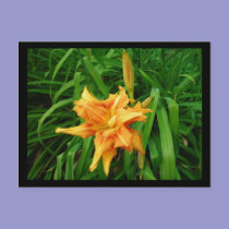 Daylily postcards