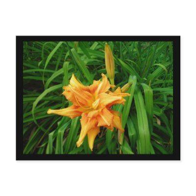 Daylily Postcard by minx267