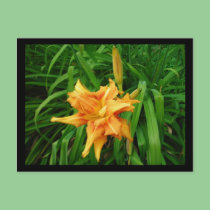 Daylily postcards