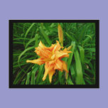 Daylily postcards