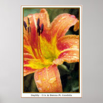 Daylily Print