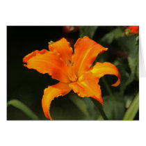 Daylily "Primal Scream" cards by Fairyscape Daylily "Primal Scream" cards