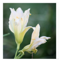 Daylily posters