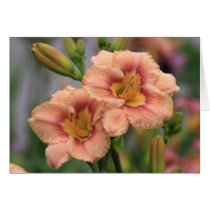 Daylily 'Spirit Zone' cards by Fairyscape Daylily 'Spirit Zone' cards