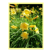 Daylily Splendor posters by minx267 Daylily Splendor posters