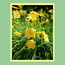 Daylily Splendor posters