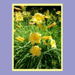 Daylily Splendor posters