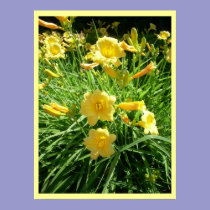 Daylily Splendor posters