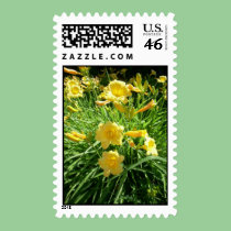 Daylily Splendour postage