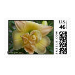 Daylily Stamp
