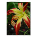 daylily, daylilies, hemerocallis, flora, fleur,