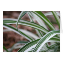 Daylily "Variegated Jackpot" cards